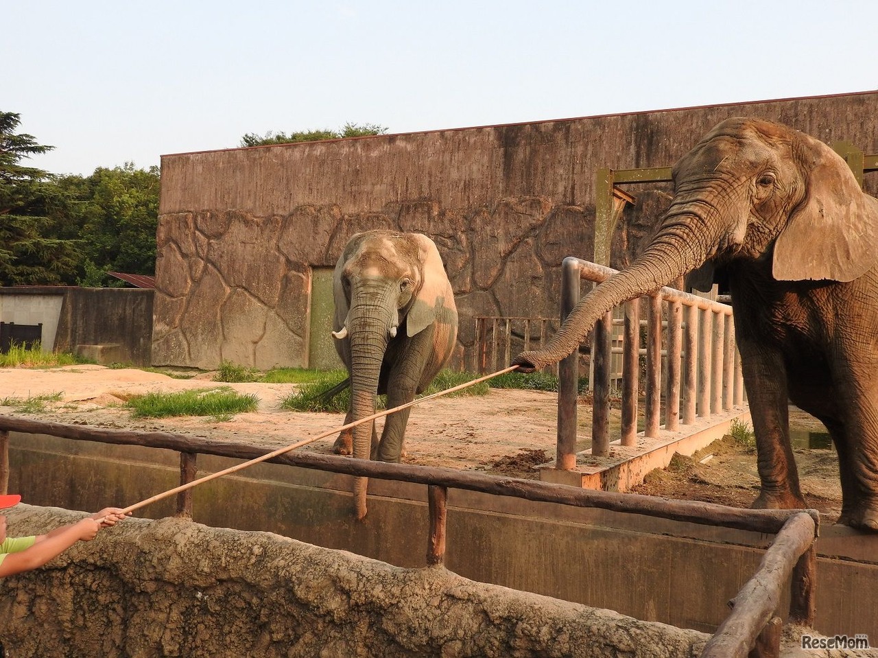 【春休み2022】東武動物公園「春のナイトZOO」