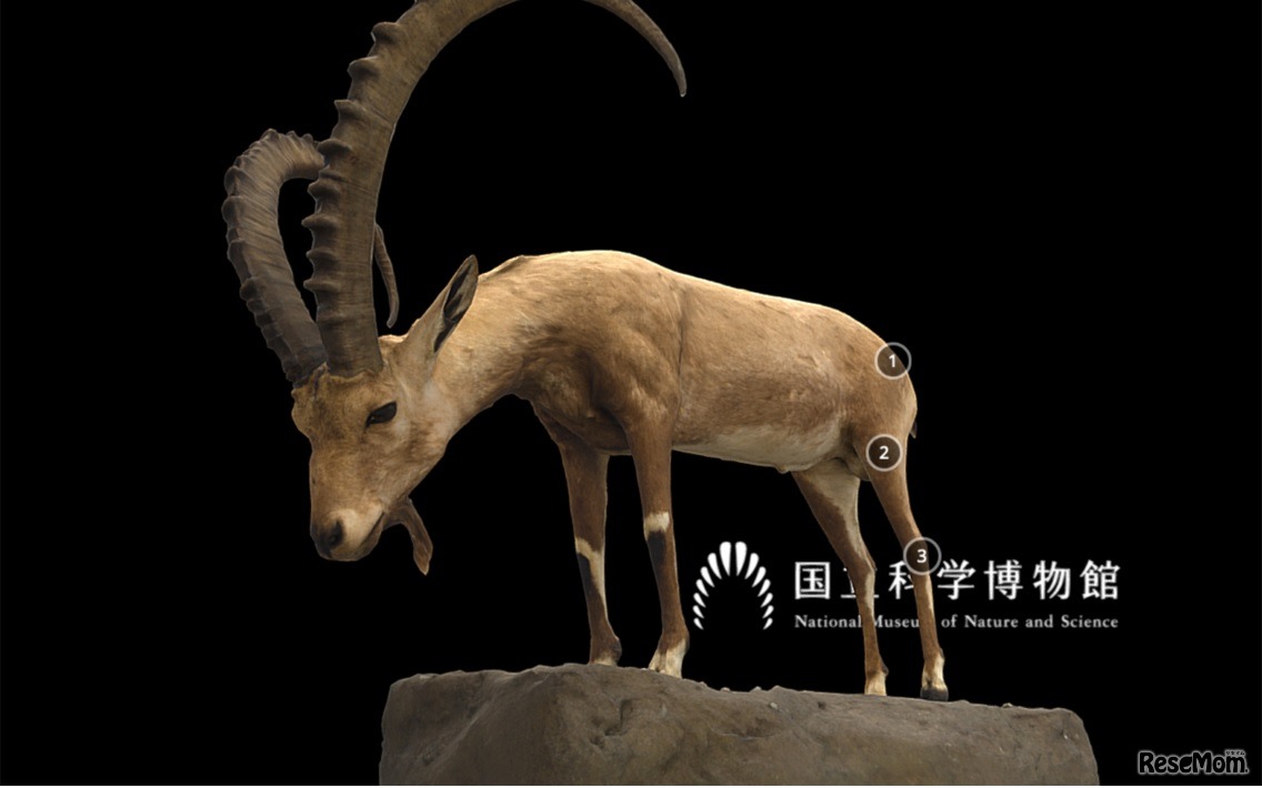 Yoshimoto 3Dの3Dモデル表示