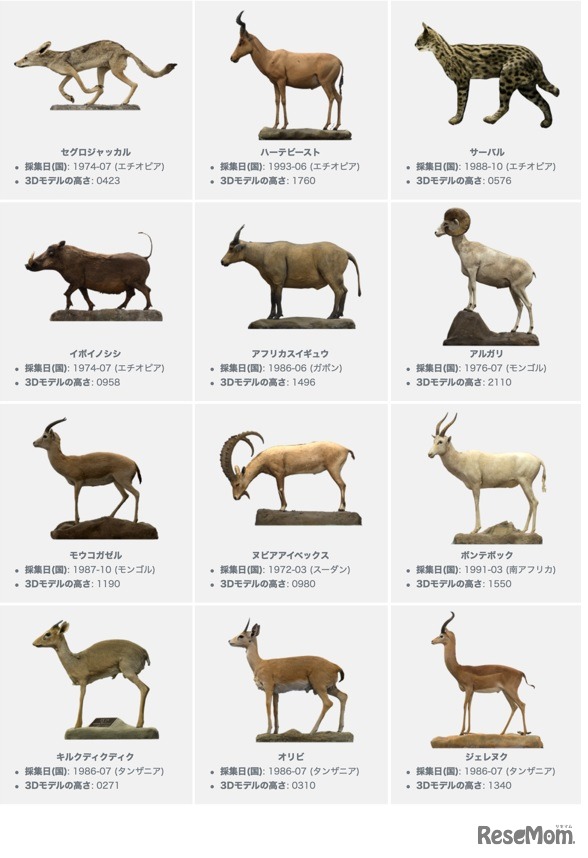 Yoshimoto 3Dの剝製サムネイル表示