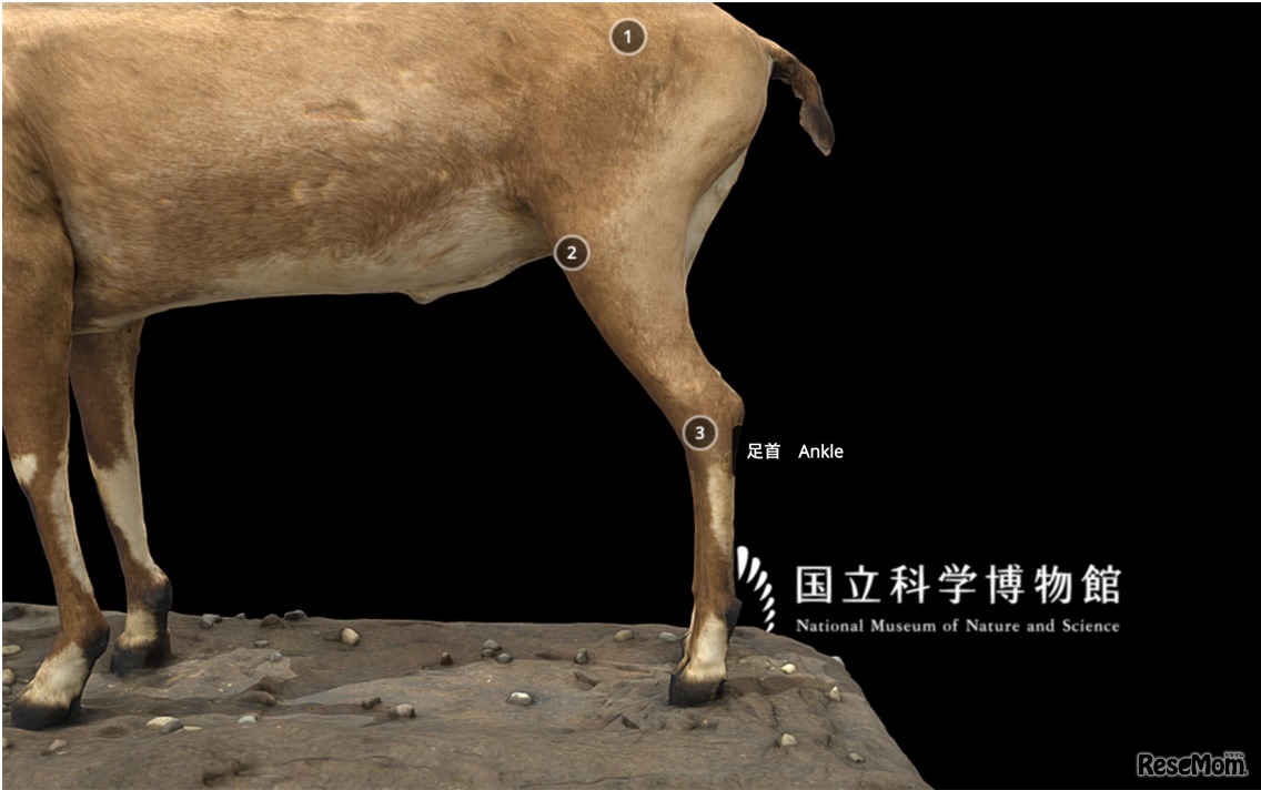 動物の1.股関節、2.膝関節、3.足首の位置を示している