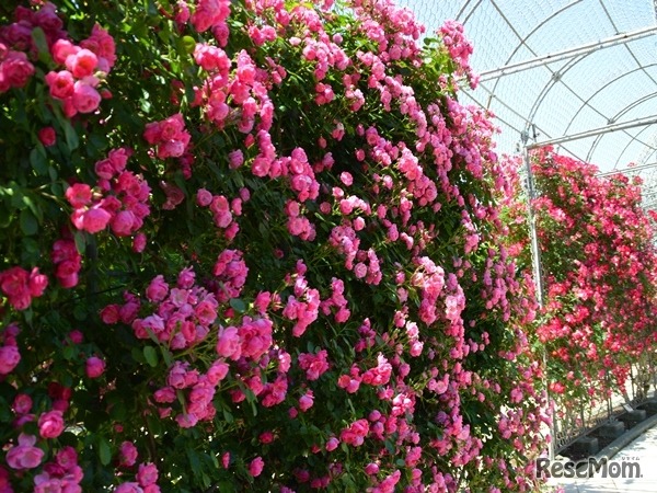 「つるバラ」による立体的な演出も見どころ