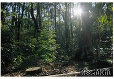 日帰り野外教室プログラム「森を見て・感じる木の不思議」