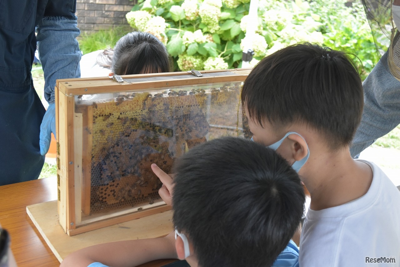 SDGsイベント「ダヴィネスと考えよう ミツバチと地球の未来 」