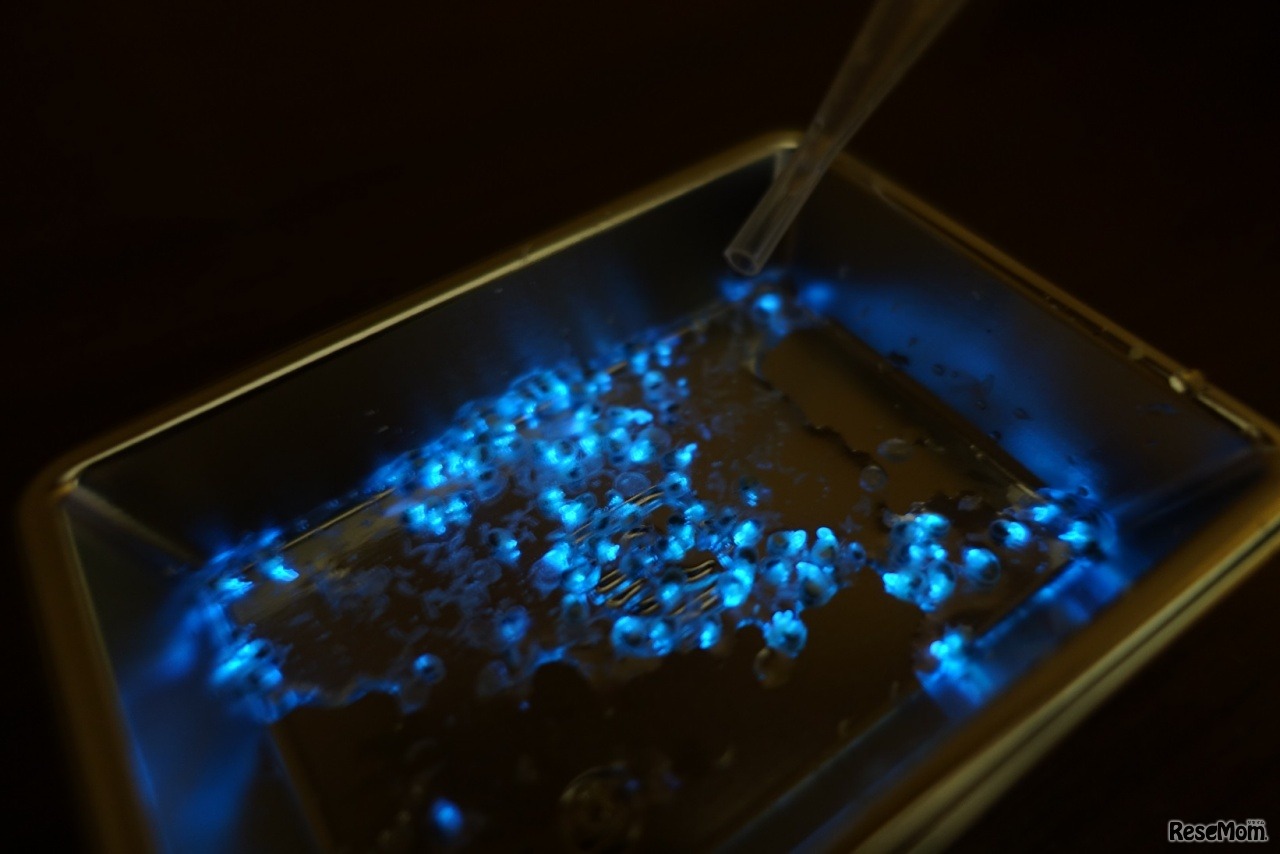 ウミホタルが光るようす