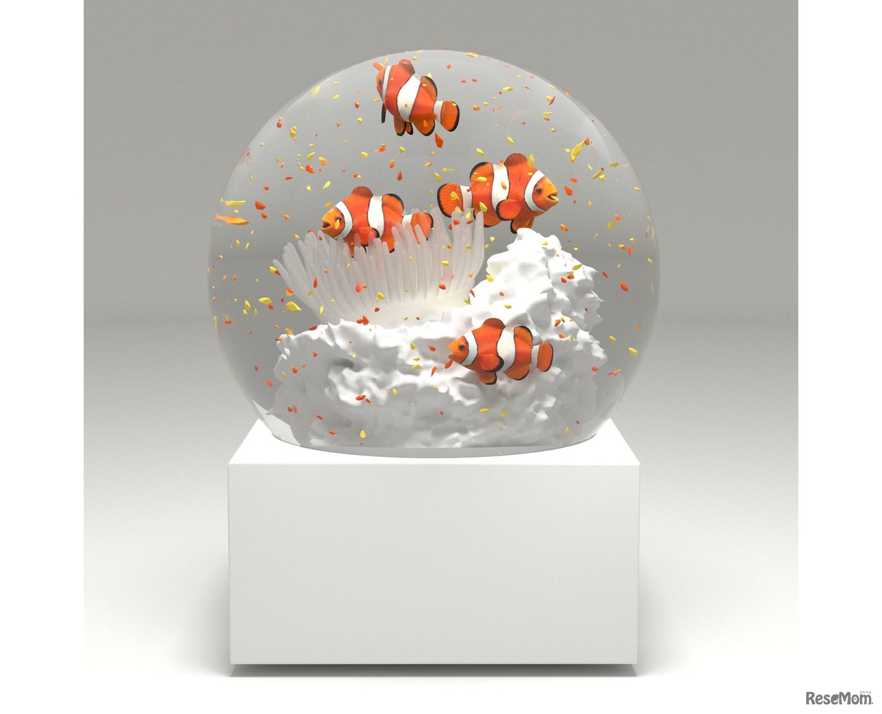 カクレクマノミ