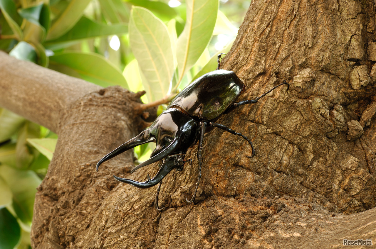 コーカサスオオカブト