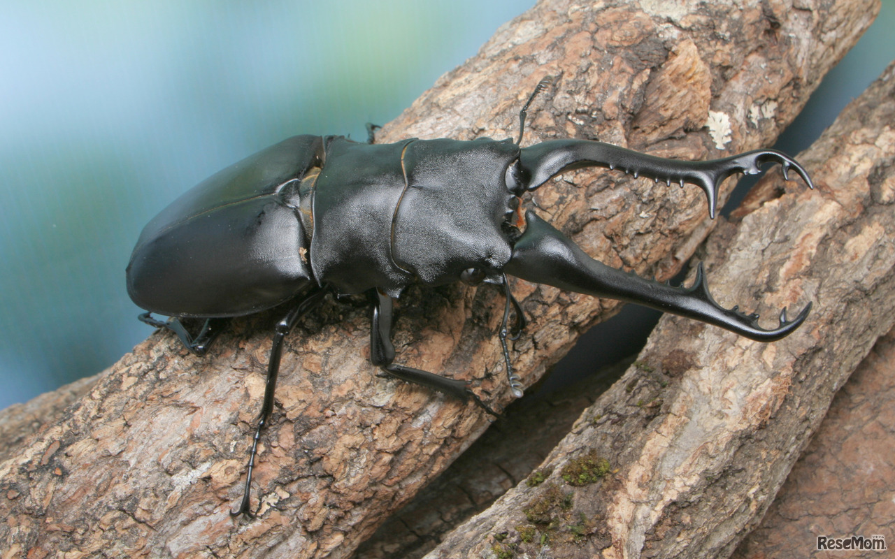 ギラファノコギリクワガタ