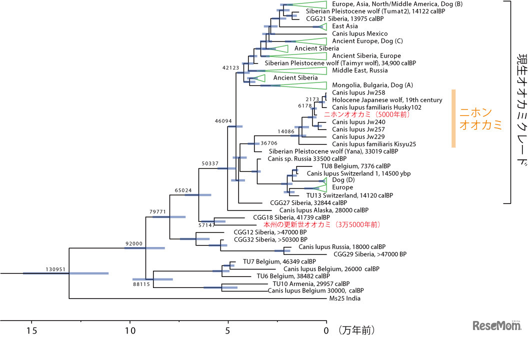 ミトコンドリアDNA解析に基づくハイイロオオカミの系統関係と分岐年代推定
