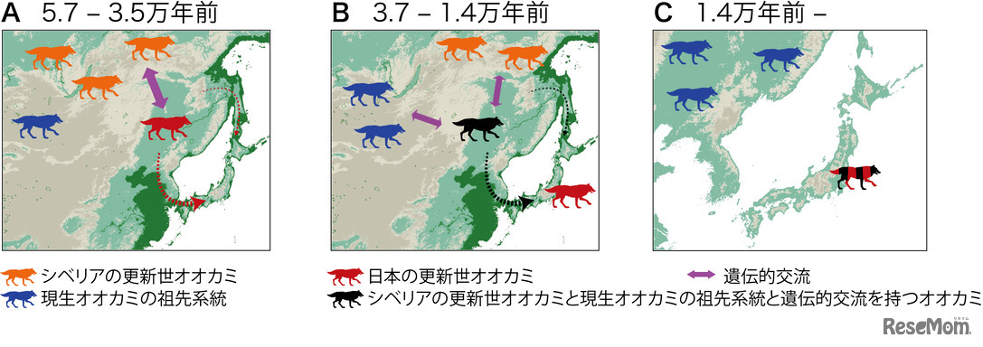 研究結果から推定されたニホンオオカミの起源