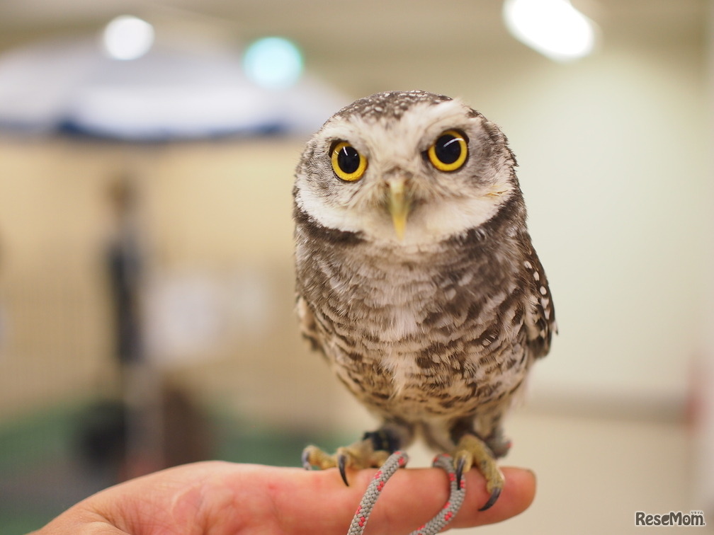 レプタイルZOOの様子（小動物とのふれあい）