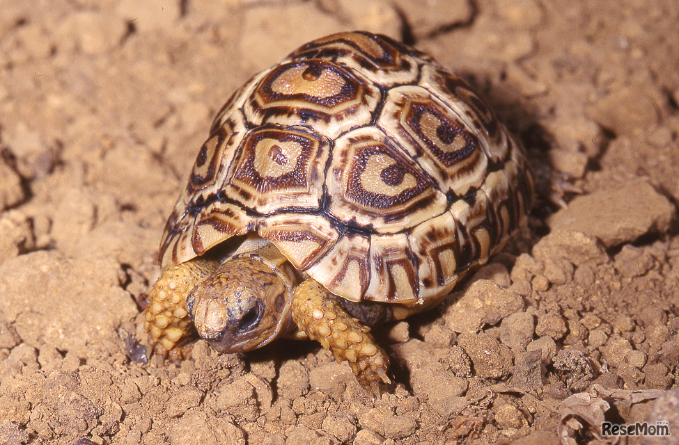 展示生体イメージ（ナミビアヒョウモンリクガメ）