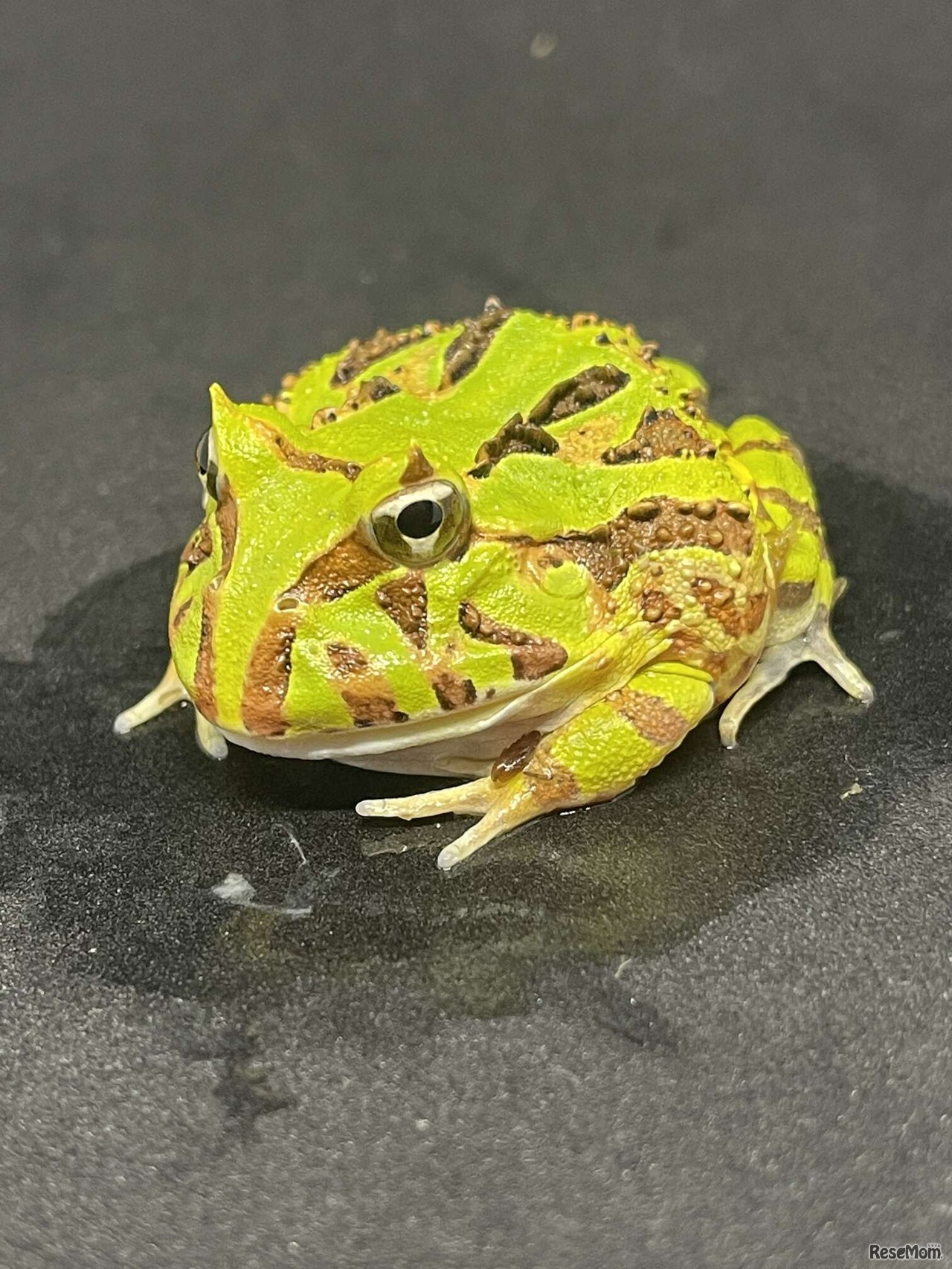 展示生体イメージ（ブラジルツノガエル）