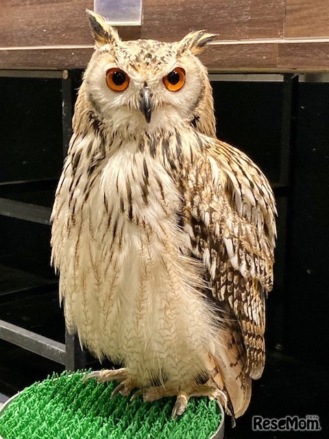 展示生体イメージ（ホワイトベンガル）