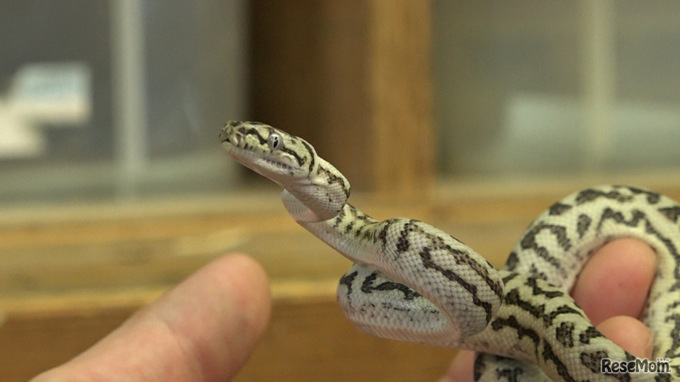 展示生体イメージ（カーペットパイソン）