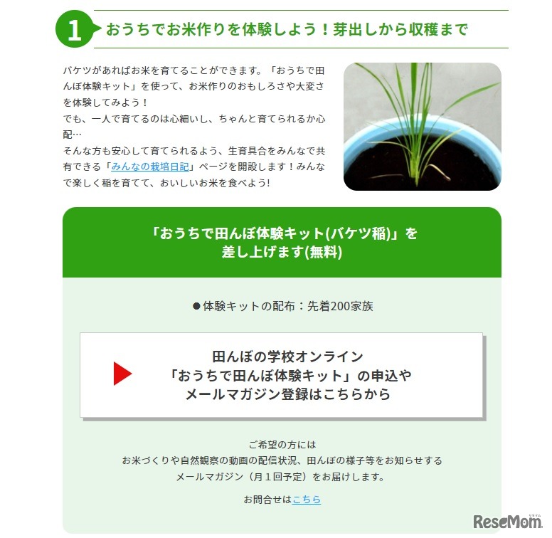 おうちで田んぼ体験キット（バケツ稲）