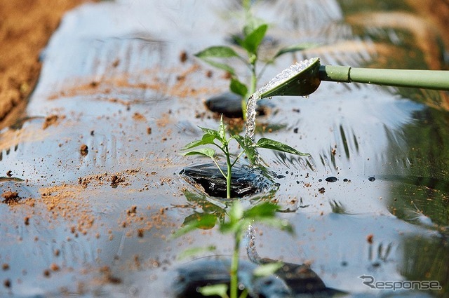 カングーファーム