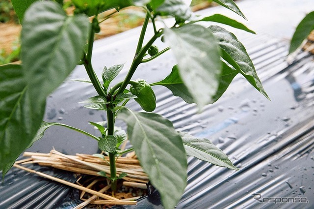 カングーファーム