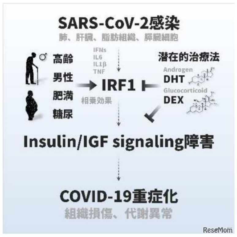 SARS-CoV-2感染による組織損傷や代謝異常の病態形成メカニズム