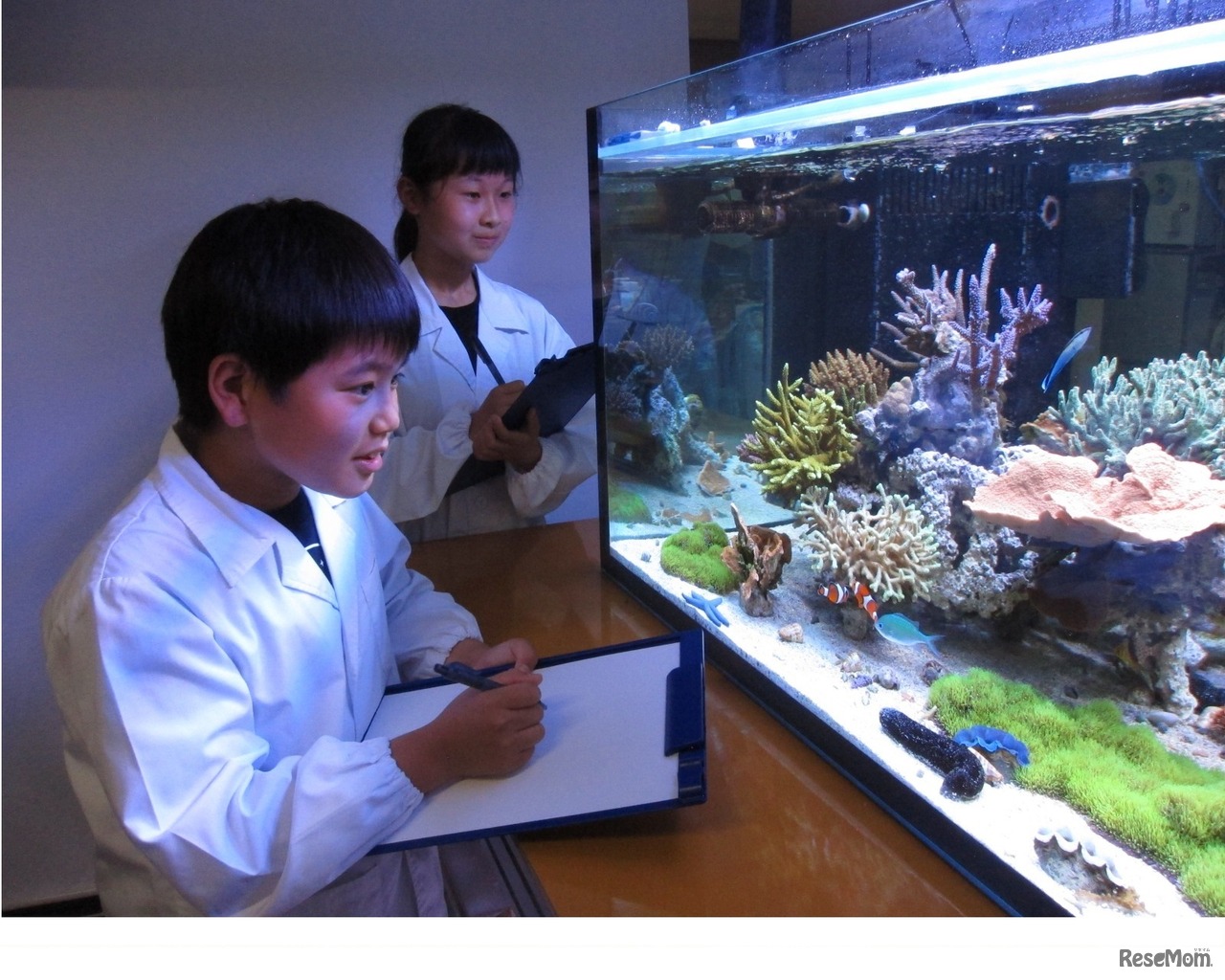 「サンゴ未来研究所」体験の様子（イメージ）