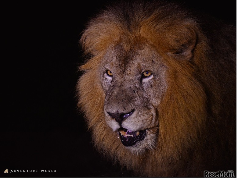 ライオンナイト