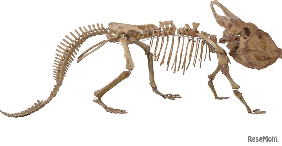 「プロトケラトプス 全身骨格」国立科学博物館蔵