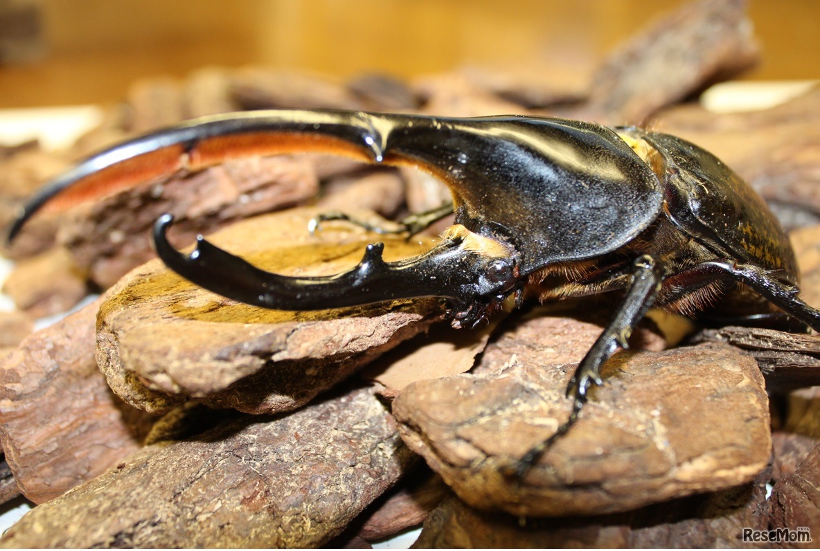 ヘラクレスオオカブト