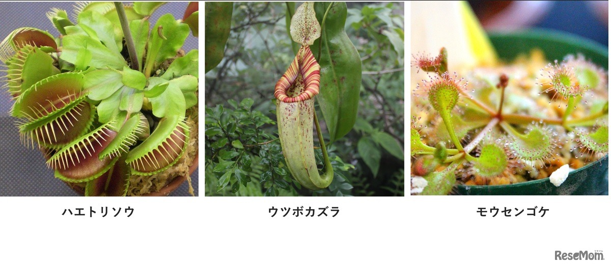 食虫植物「ハエトリソウ」「ウツボカズラ」「モウセンゴケ」