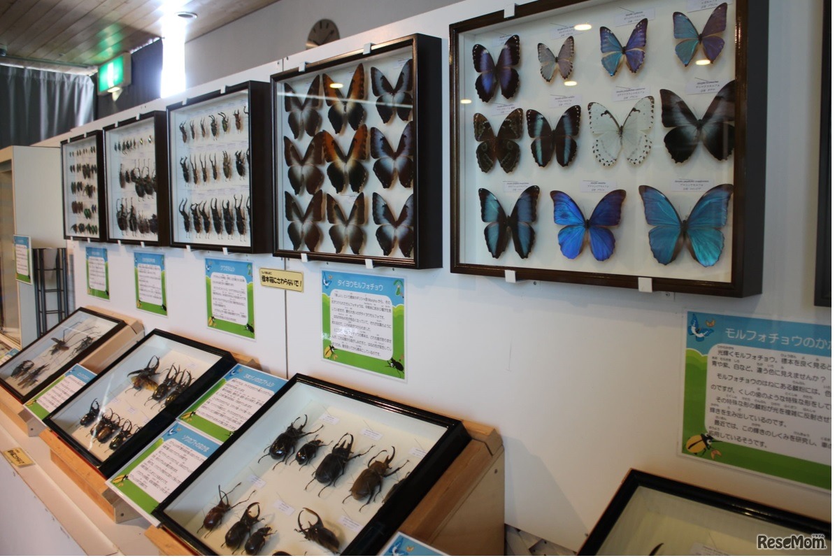 「標本展示コーナー」展示イメージ