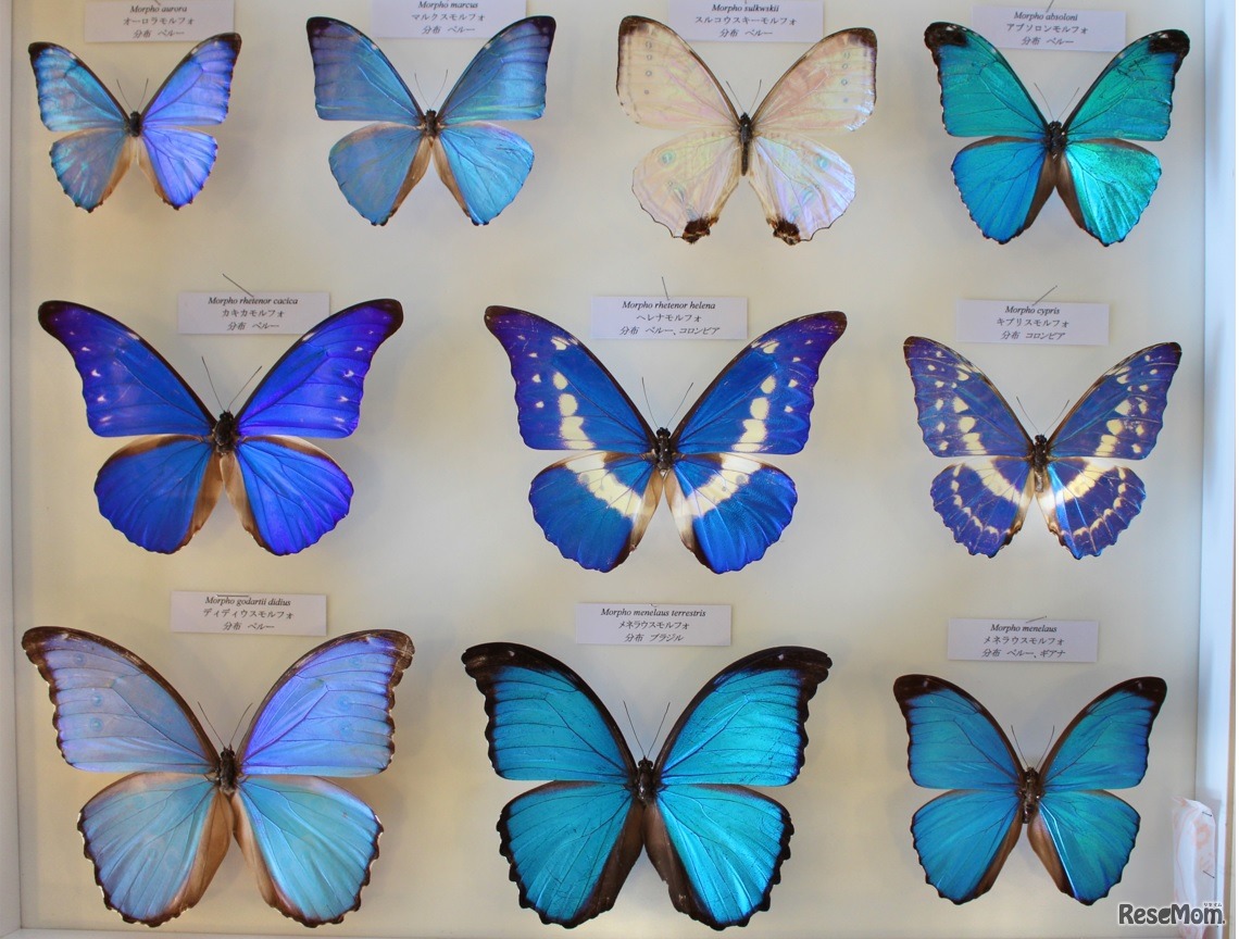 モルフォチョウ