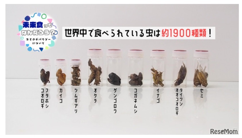 世界中で食べられている虫は約1900種類