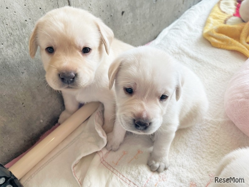 夏休み盲導犬教室2022