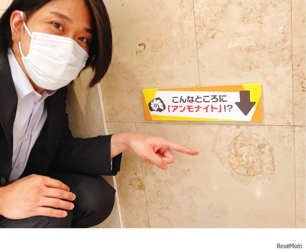 こんなところに「アンモナイト」