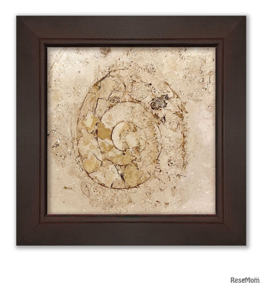 A賞アンモナイトイメージ