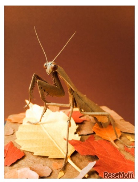 ヒシムネカレハカマキリ