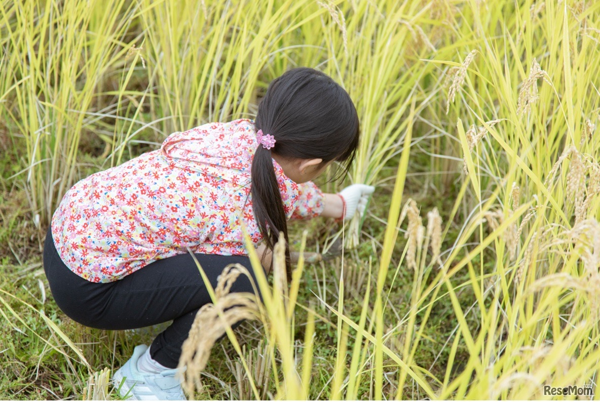 稲刈り体験のようす