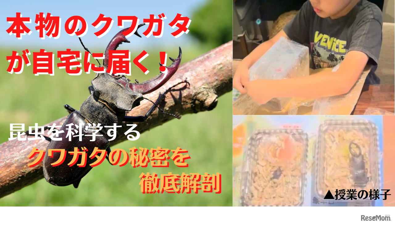 本物のクワガタがお家にやってくる！昆虫を科学の視点で徹底解剖する授業