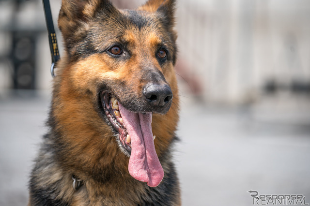 警視庁警備犬のウィル号