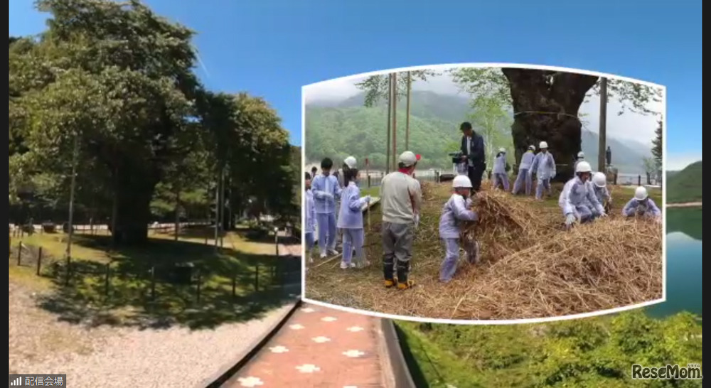 地元の小中学生とともに桜の養生などの活動が進められている