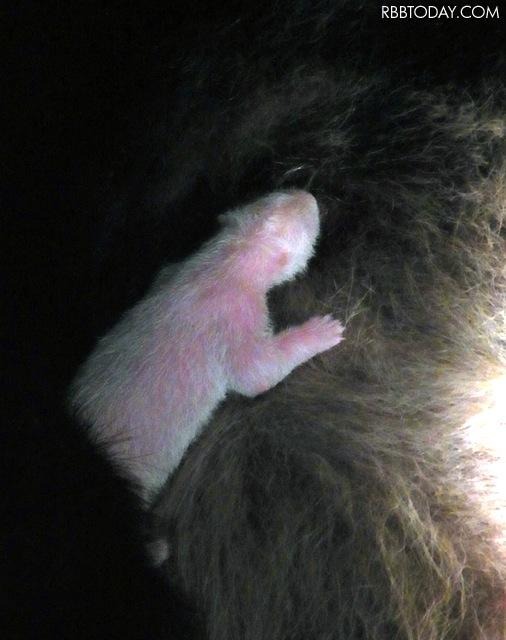 パンダ赤ちゃん（6日発表）