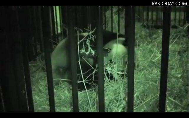 上野動物園のジャイアントパンダ「シンシン」（出産直後の動画キャプチャ）