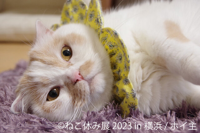 「ねこ休み展 2023 in 横浜」2月10日～11日、開催！可愛さたっぷりの写真展や、本イベントでしか買えないグッズも
