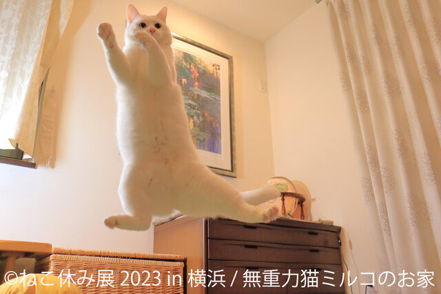 「ねこ休み展 2023 in 横浜」2月10日～11日、開催！可愛さたっぷりの写真展や、本イベントでしか買えないグッズも