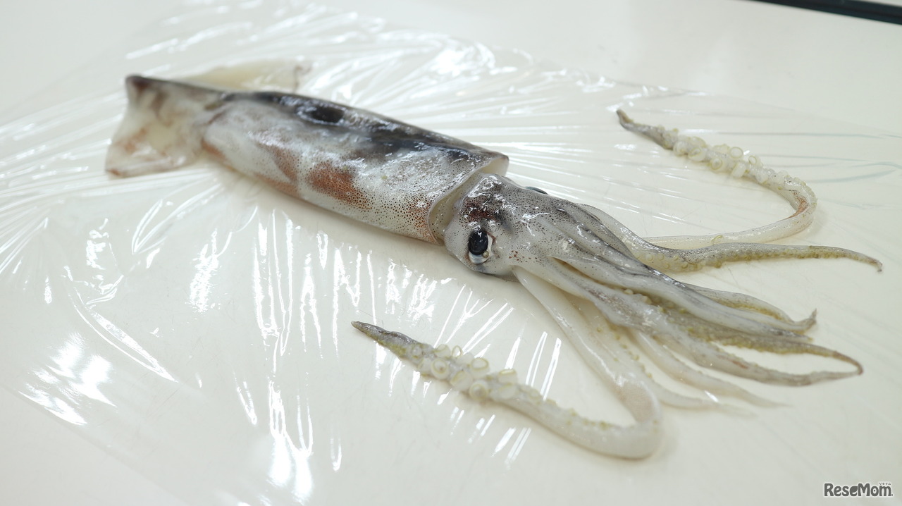 イカの体を調べよう！