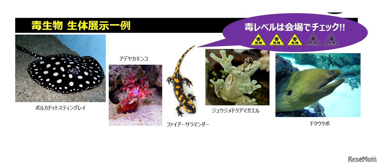 毒生物 生体展示一例