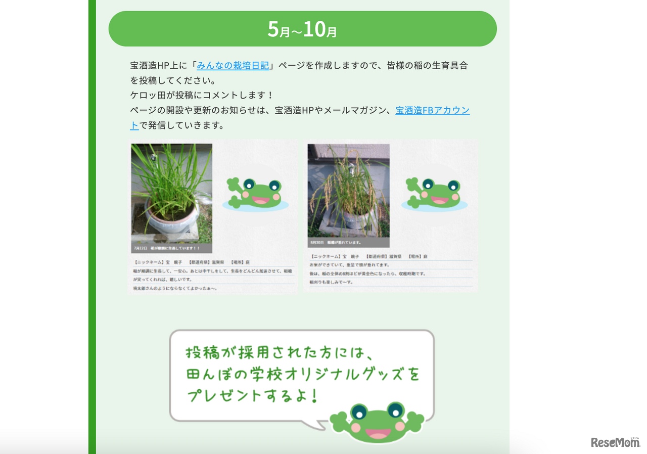 「おうちで田んぼ体験キット」によるお米作り 5月～10月