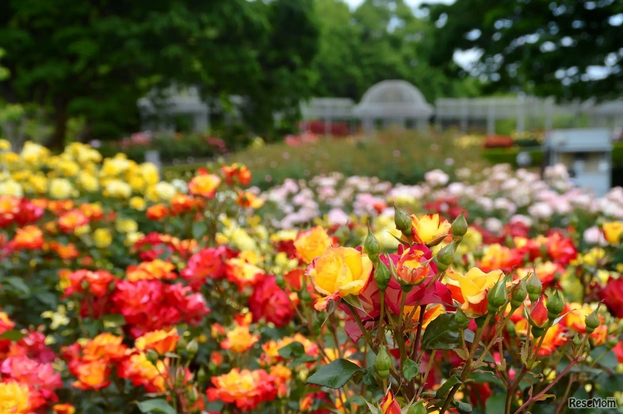 春のローズフェスタ