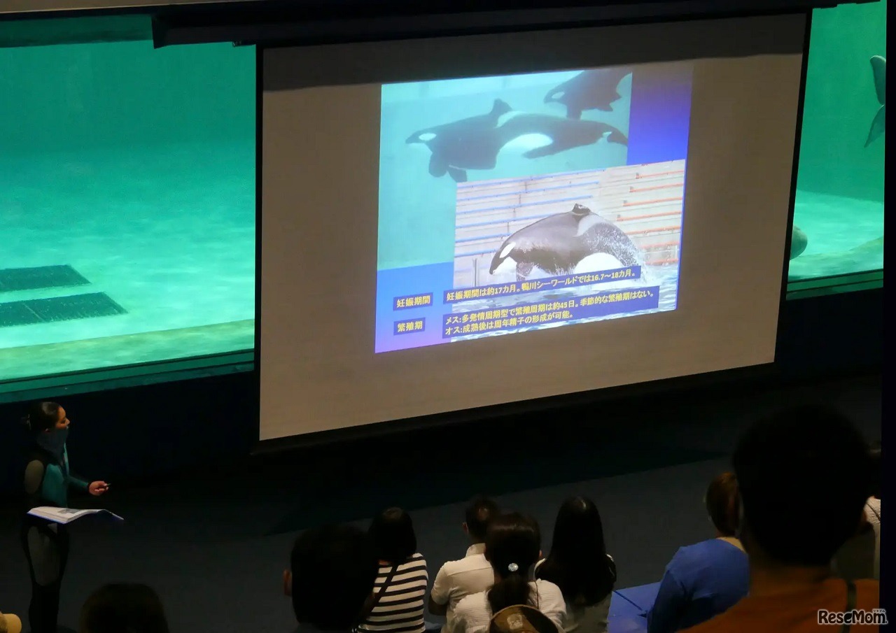 シャチものしり講座