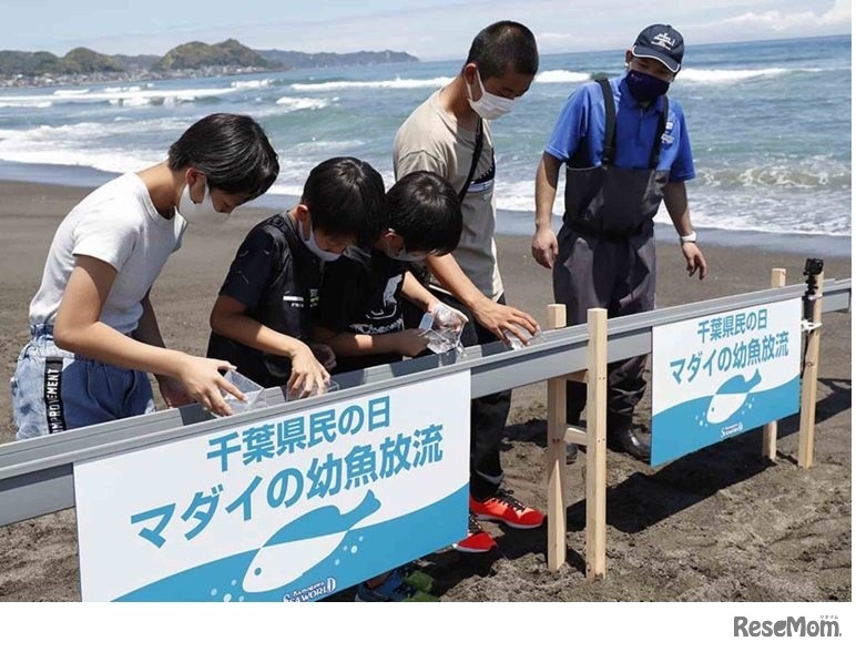 千葉県の魚「マダイ」の放流