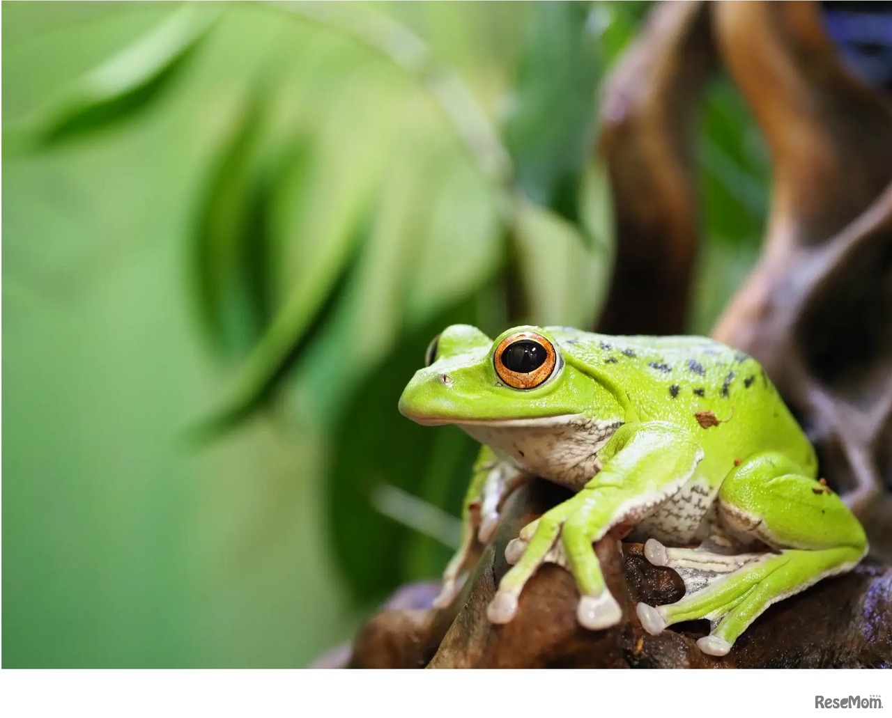 モリアオガエル