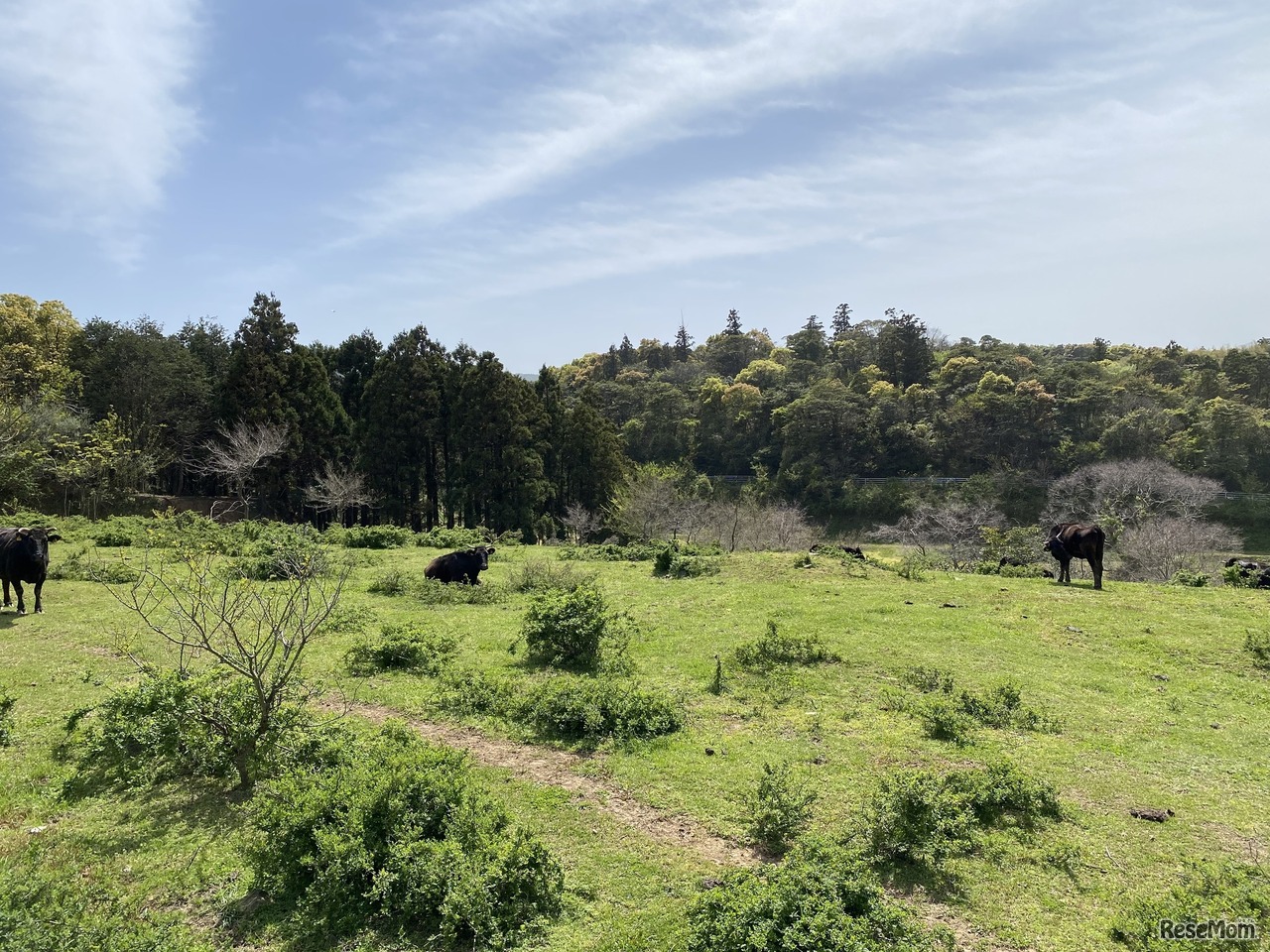 のどかな海士町の風景